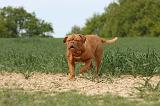 DOGUE DE BORDEAUX 029